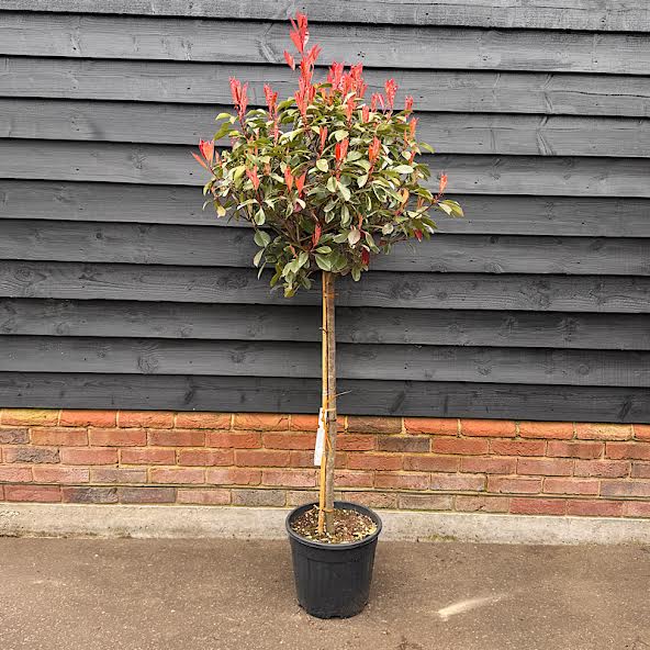 Photinia-Pink-Marble-12946