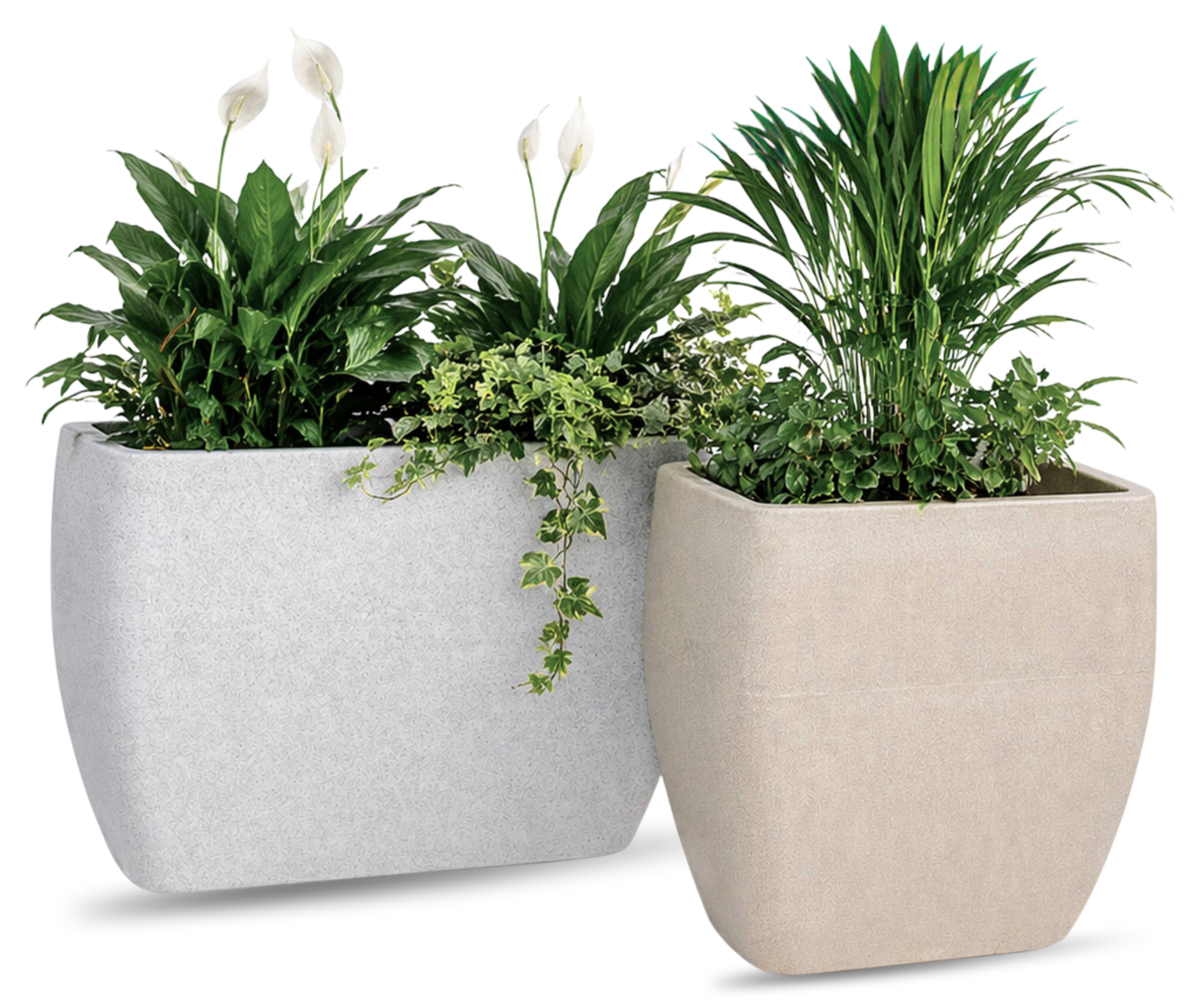 ECHIUM-scaled