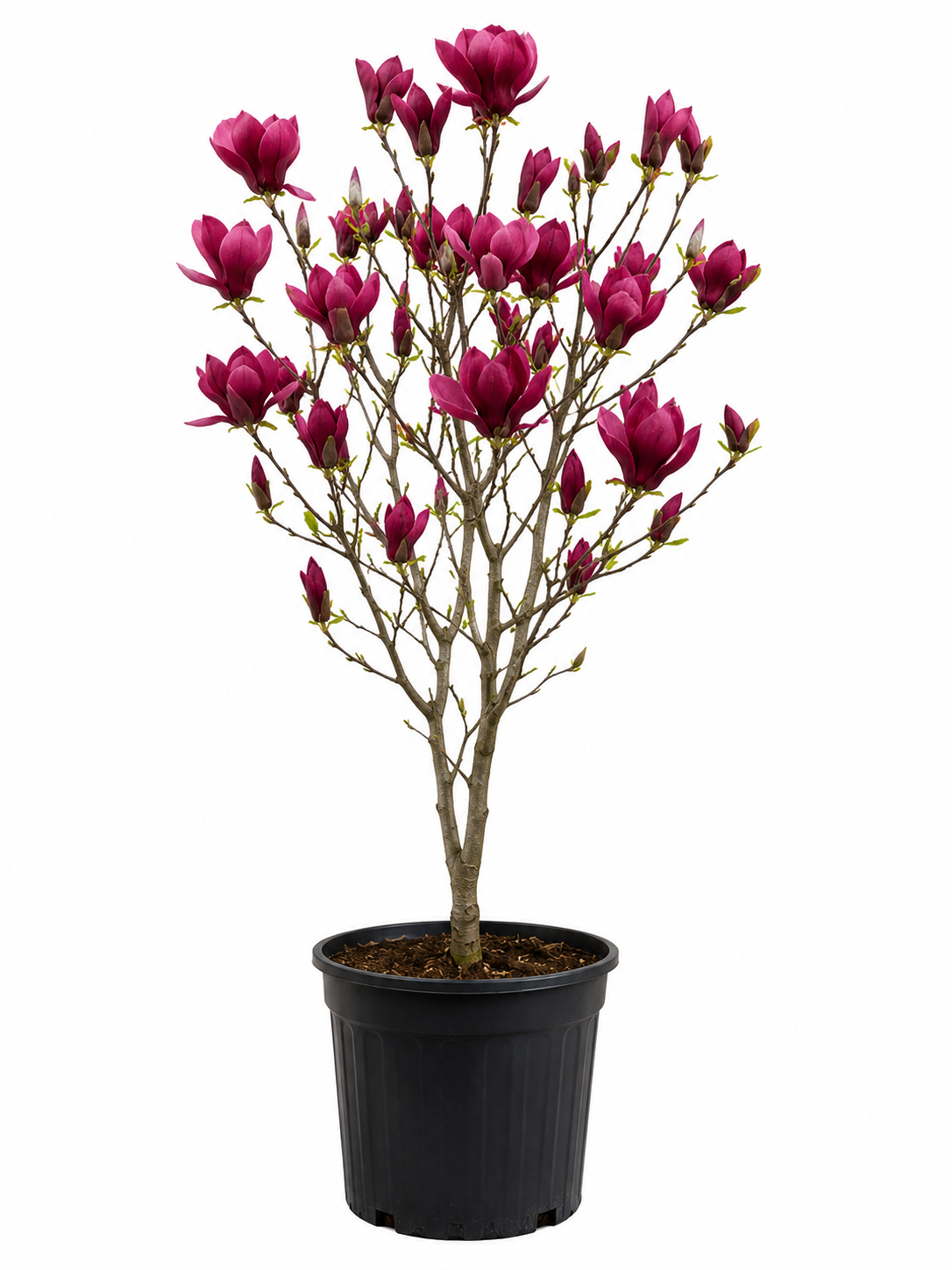 magnolija